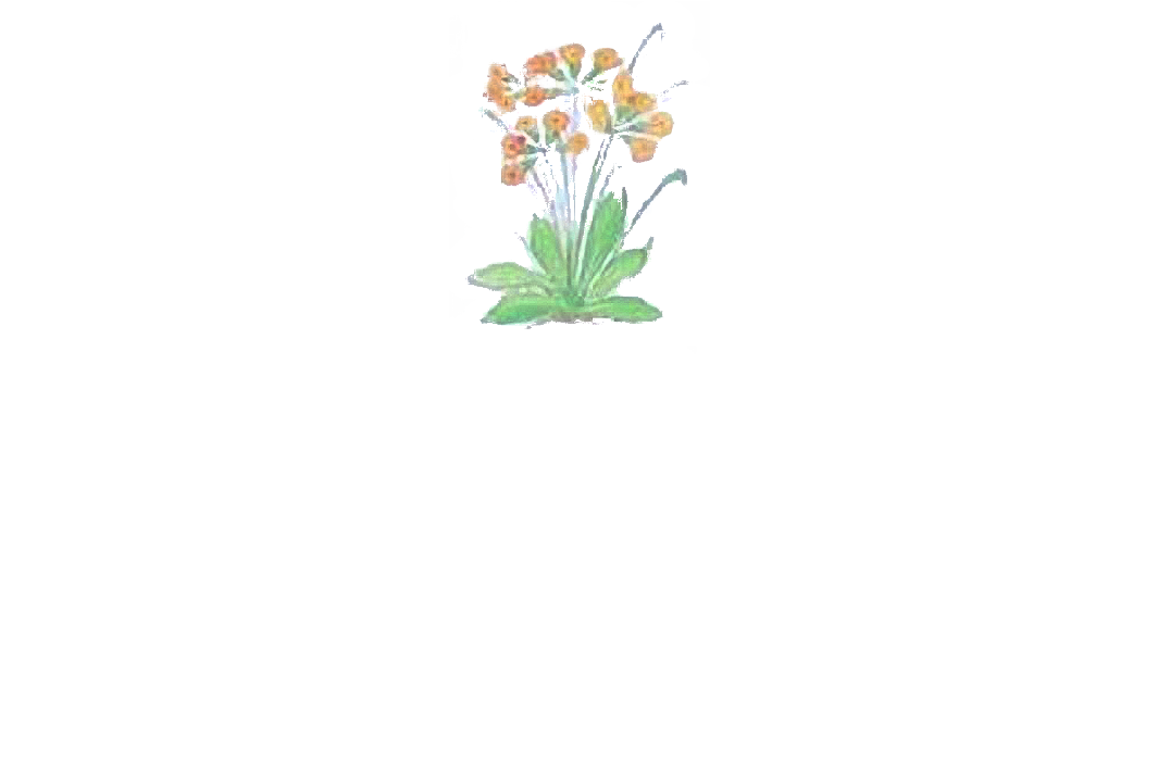 Logo Apartments Ciasa Primula