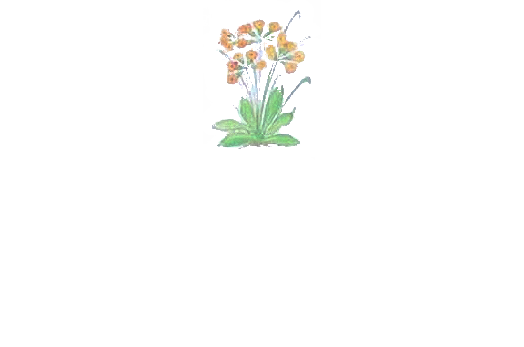 Logo Appartamenti Ciasa Primula